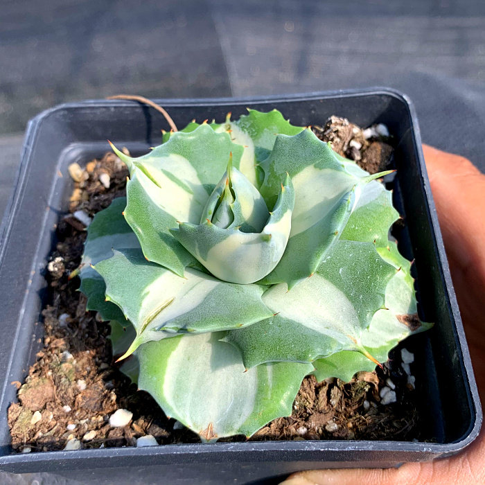 精品多肉植物园/王妃雷神中斑锦/办公室阳台绿植吸甲醛防辐射盆栽