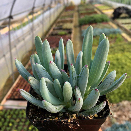 精品多肉植物热卖/蓝松兰松/办公室阳台绿植花卉吸甲醛防辐射盆栽 - 图3
