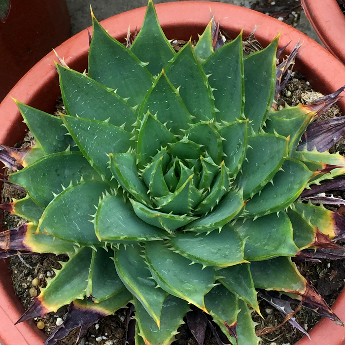 精品多肉植物园热卖旋转女王芦荟办公室绿植花卉吸甲醛防辐射盆栽 - 图0