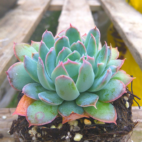 精品多肉植物园【情书】紫蝴蝶月影系列绿植花卉吸甲醛防辐射盆栽