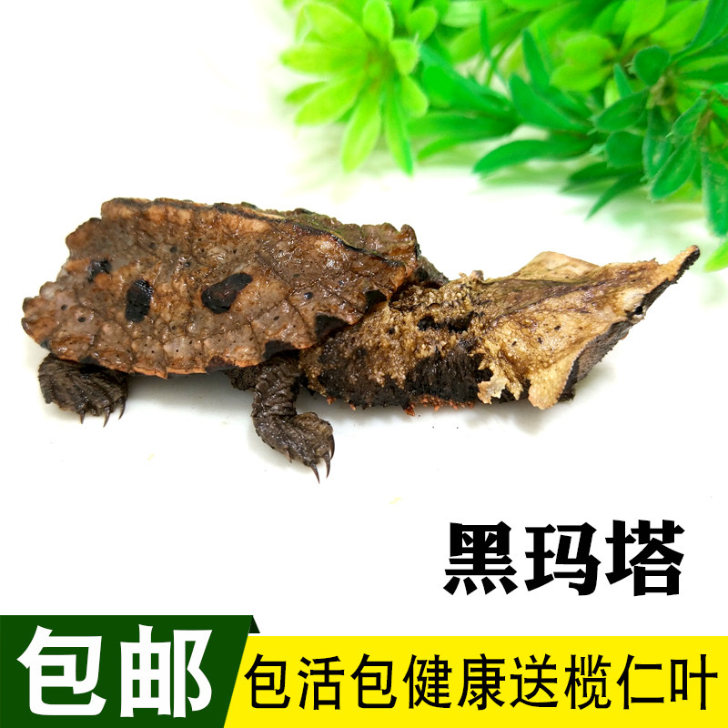 玛塔龟活体乌龟宠物龟观赏枯叶龟红玛塔活体黑玛塔鱼缸深水龟包邮,淘宝优惠券,粉丝福利购,淘宝优惠卷