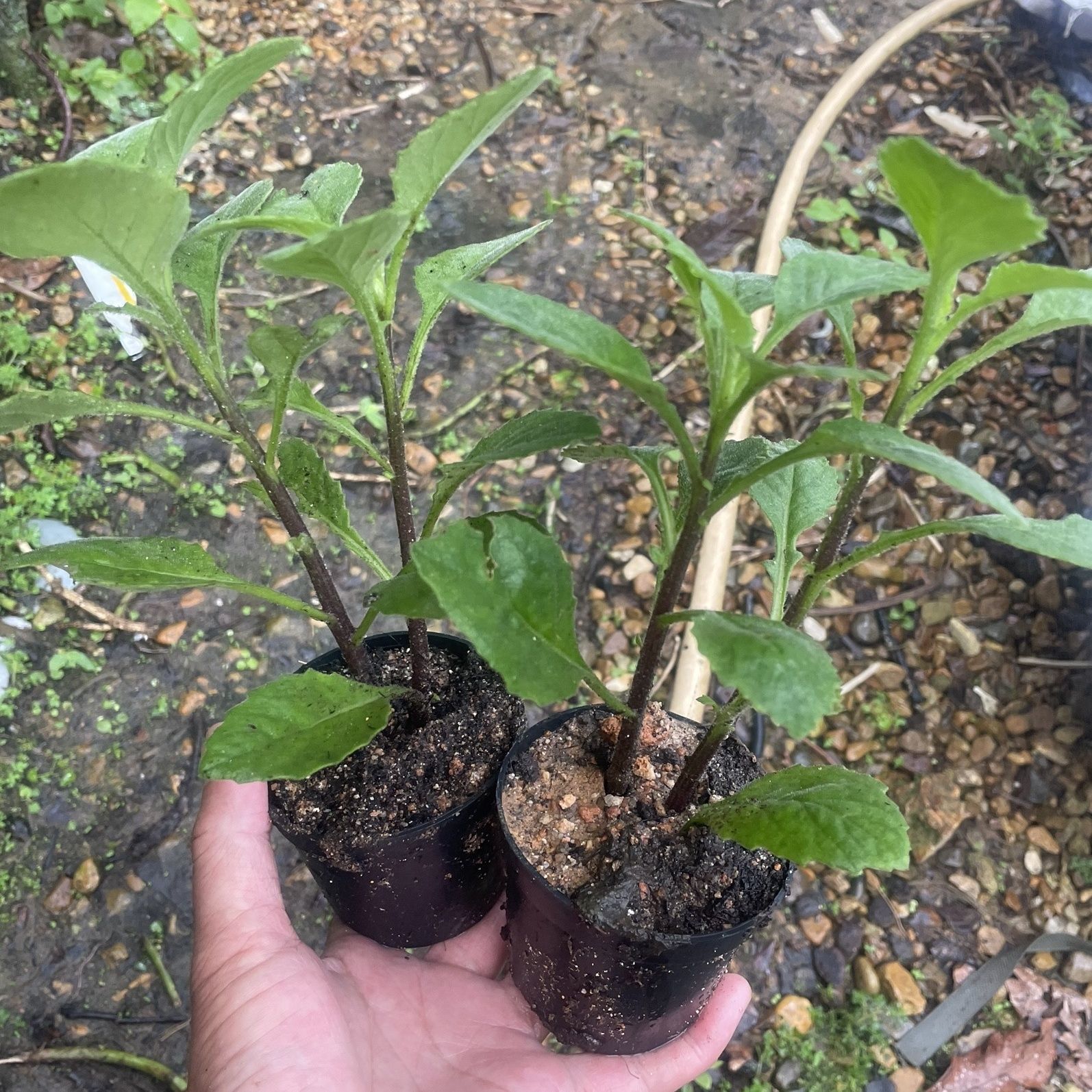 网红新款漳州片仔癀草苗植物盆栽多年生榨汁饮清新可食用花草大苗 - 图1