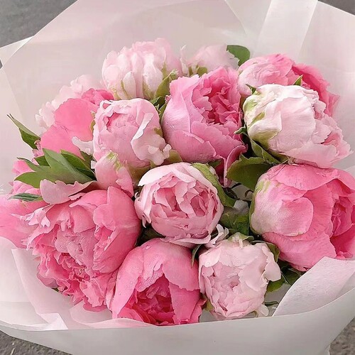 牡丹鲜花重瓣牡丹鲜切花洛阳山东芍药鲜花速递新国色天香基地直发 - 图0
