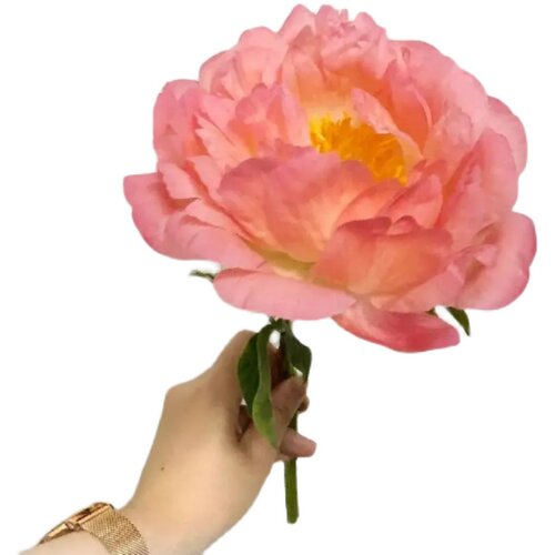 落日珊瑚芍药鲜花进口重瓣鲜切花沙拉节日送朋友婚礼现货上海鲜花 - 图3