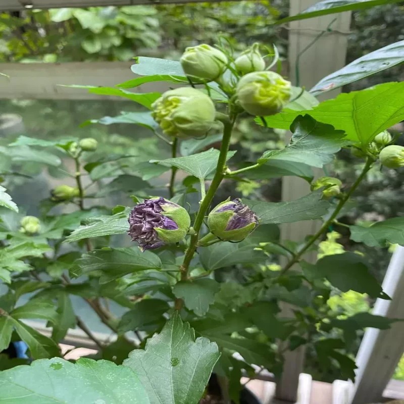 木槿花蓝莓冰沙蓝色重瓣木槿树盆栽庭院风景树耐寒耐热好养植物 - 图2