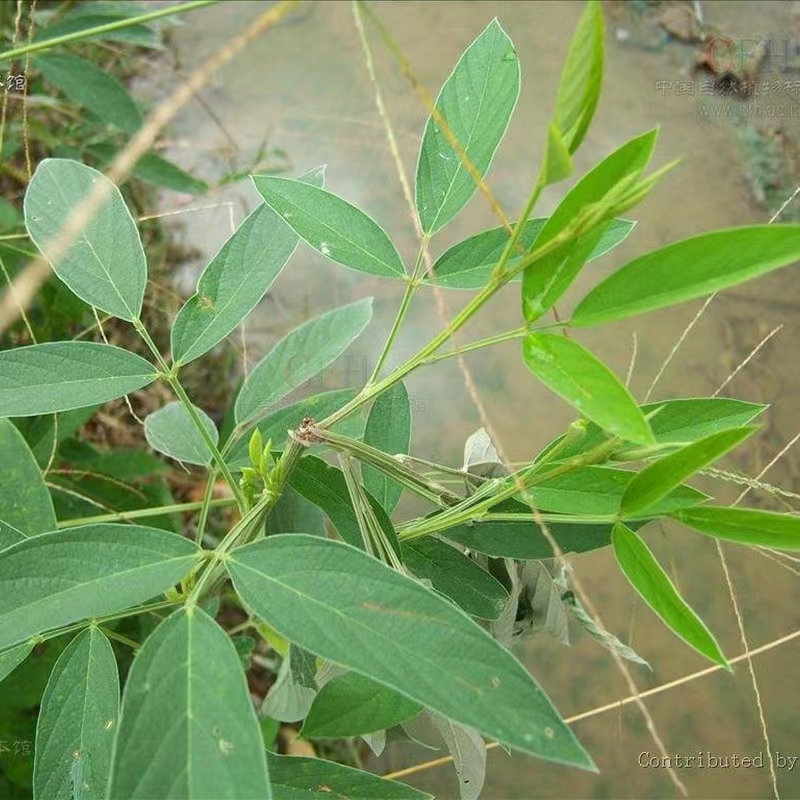 【灌木--木豆】耐干旱耐瘠薄观音豆豆蓉种子种籽护坡边坡固土-图3