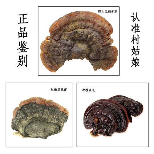 野生无柄赤芝250g整枝可切灵芝片赤灵芝木灵芝特大巨大圆灵芝 - 图0