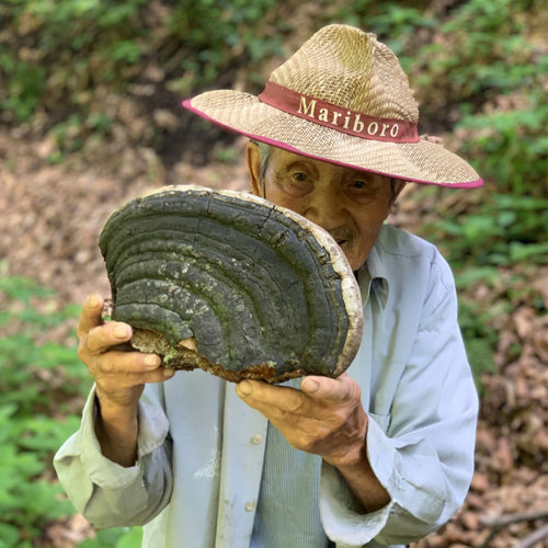 村姑娘野生裂蹄孔菌楸树桑黄红肉拟层孔菌哈尔蹄新货 肠 胃250g - 图0