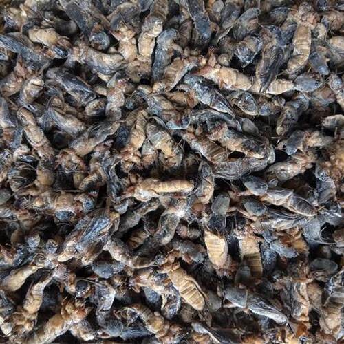 中药材蝼蛄500g干货农家自晒土狗地狗蝲蝲蛄地拉蛄蝼蝼蛄粉无熏蒸 - 图3