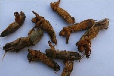 中药材蝼蛄500g干货农家自晒土狗地狗蝲蝲蛄地拉蛄蝼蝼蛄粉无熏蒸 - 图0