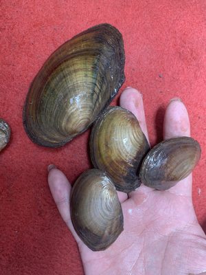 河蚌活体淡水河贝过滤藻类水族观赏河蚌鱼缸净化水质鳑鲏繁殖 虎窝淘