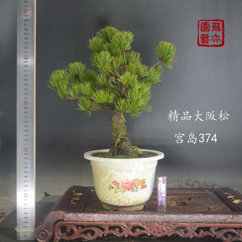 【苏亦家】日本大阪松 矮霸提根盆景嫁接苗树桩带盆短针实物实拍 - 图1