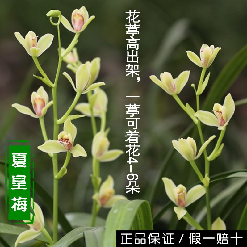 建兰夏皇梅四季兰兰花苗浓香型未带花苞名贵花卉龙吞舌八大名品