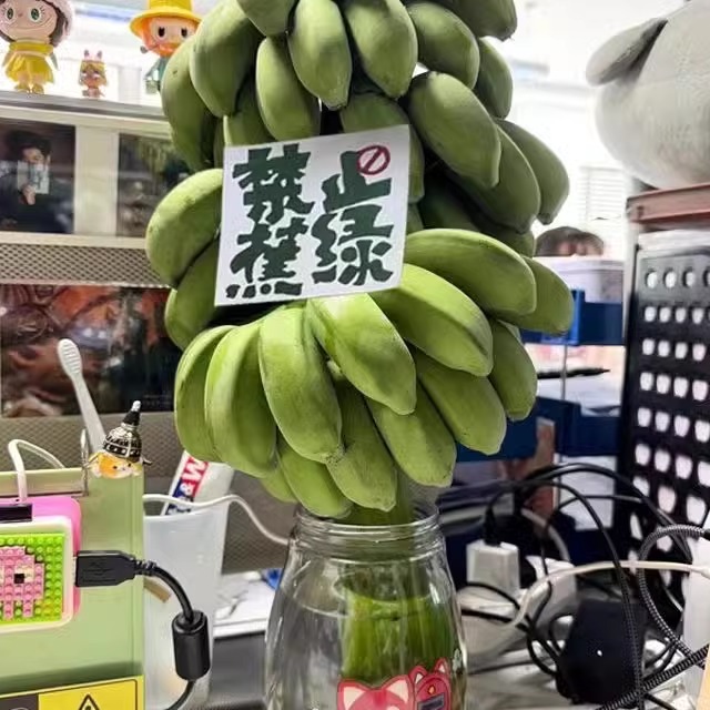 （禁止蕉绿）一串带杆芭蕉花为公室水培香蕉插花绿植观赏可食用 - 图3