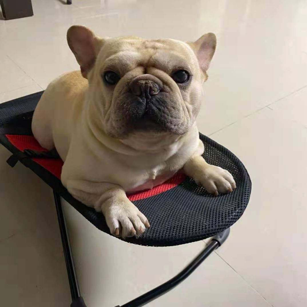 狗狗摇摇椅宠物猫咪床狗摇椅泰迪躺椅法斗睡觉小型秋千便携式网布,淘宝优惠券,粉丝福利购,淘宝优惠卷