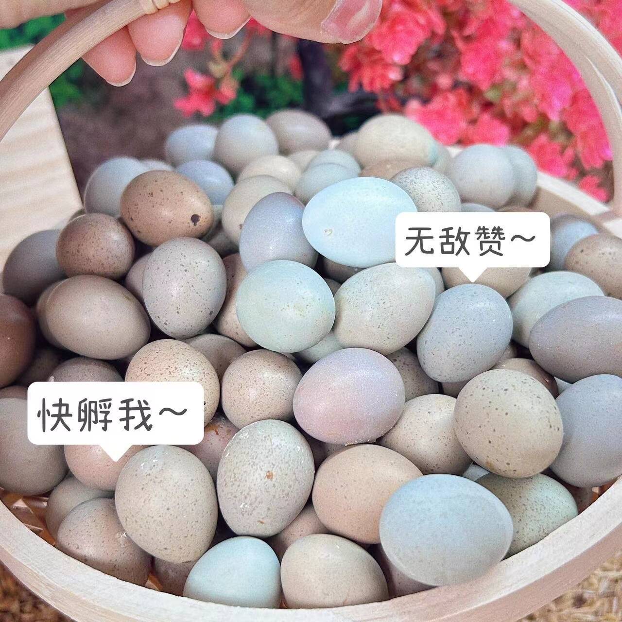 芦丁鸡受精可孵化蛋网红迷你宠物鸡蛋纯白礼服德系卢丁鸡蛋受精卵,淘宝优惠券,粉丝福利购,淘宝优惠卷