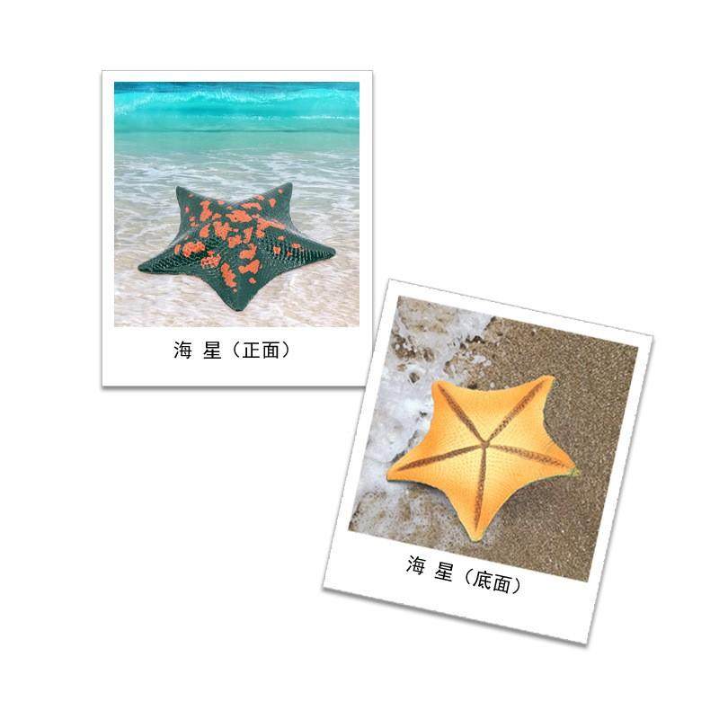 儿童启蒙认知玩具仿真海洋生物深海动物模型五角海星沙滩海星摆件,淘宝优惠券,粉丝福利购,淘宝优惠卷