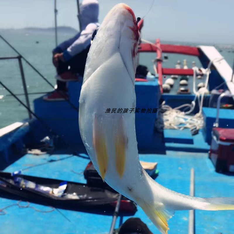 渔民的孩子当天海捕黄翅鱼新鲜手钓黄赤黄鳍鲷500g黄脚立鱼小杂鱼 - 图1