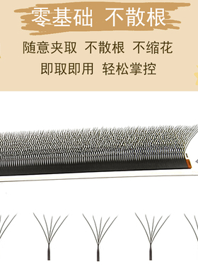 大花五叶草睫毛均匀开花不散根