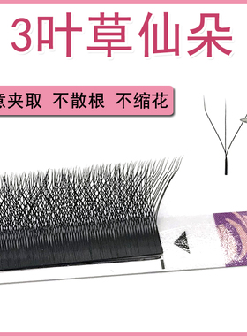 3叶草睫毛嫁接细软不散根