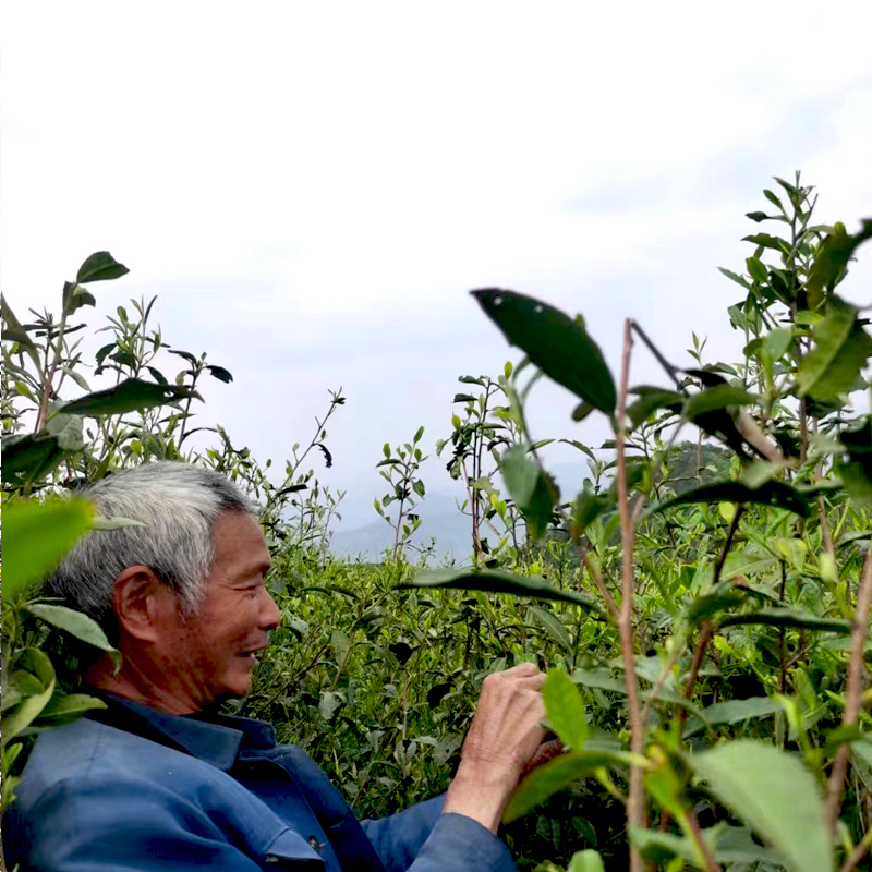 胖仔茶叶基地直邮2024高山荒野红茶100克浓浓花果香实惠口粮茶-图2