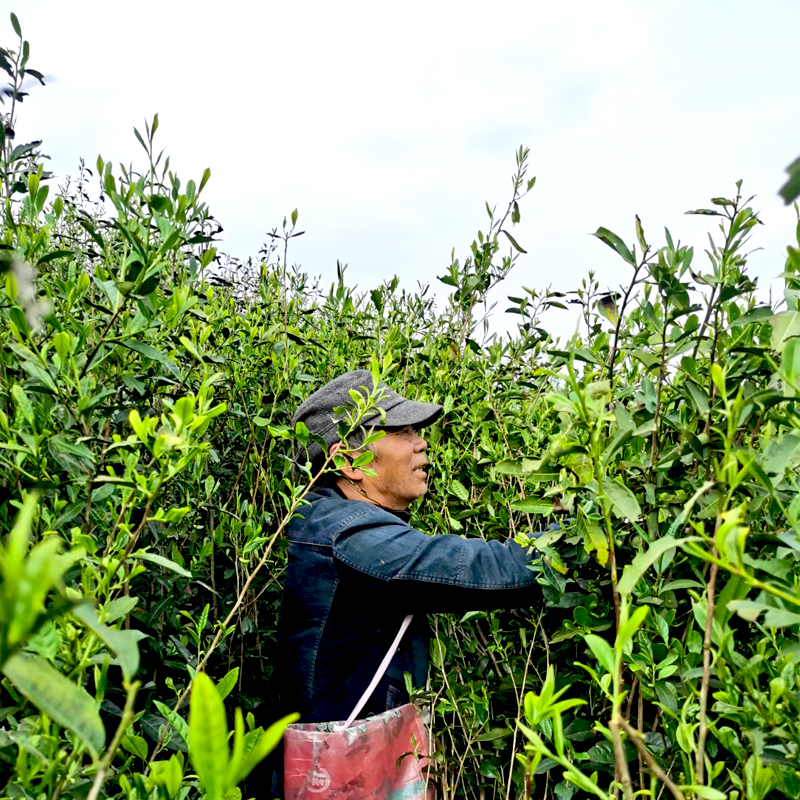 胖仔茶叶基地直邮2024高山荒野红茶100克浓浓花果香实惠口粮茶-图0