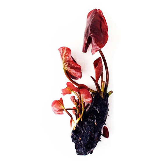 Aquatic plants, red water lily plant in the background of the fish tank