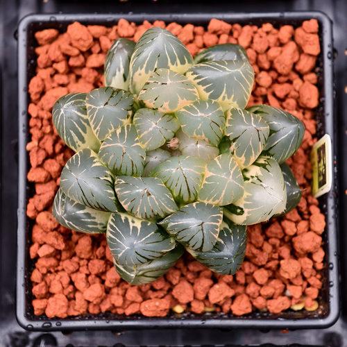 德国小红石丹彩霞高端植物通用土种植铺面热植兰花盆栽造景颗粒土 - 图2