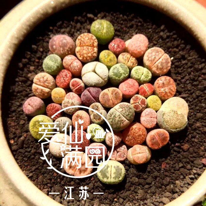 爱仙满园高品黑火山石又名富士砂兰花多肉透气排水铺面混土营养土 江苏爱仙满园 淘优券
