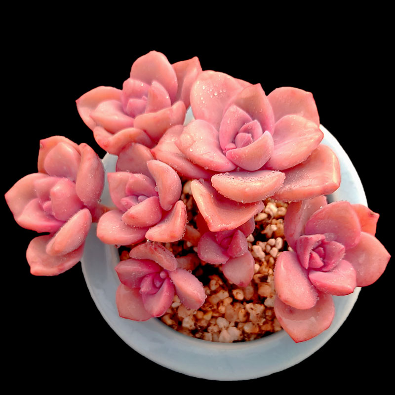 【一物一拍】彩虹糖粉色系群生多肉植物新手阳台盆栽绿植满28包邮,淘宝优惠券,粉丝福利购,淘宝优惠卷