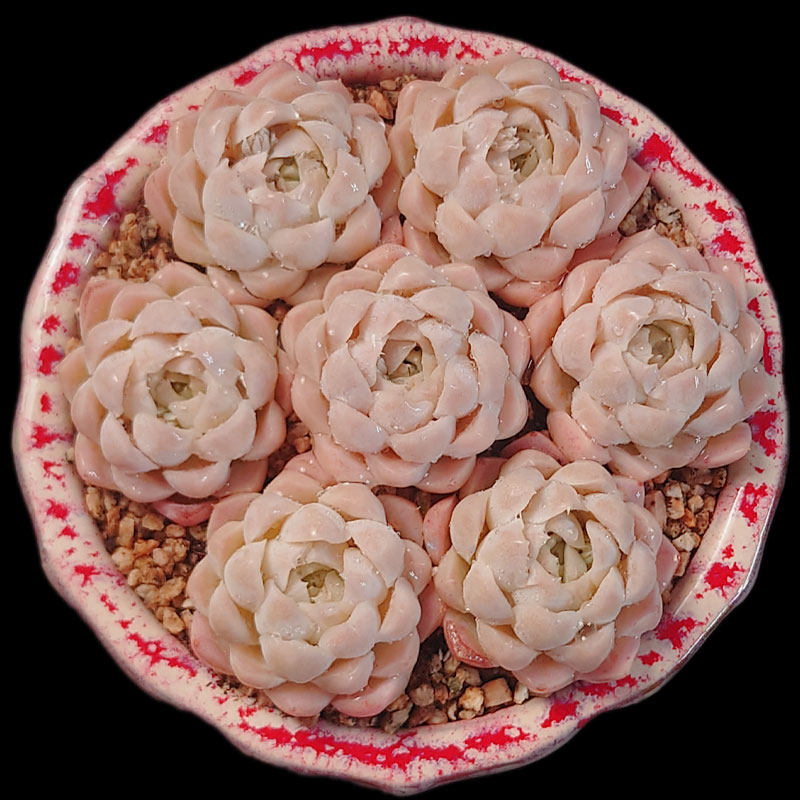 【一物一拍】阿尔巴白月影精品群生多肉植物新手盆栽绿植满28包邮,淘宝优惠券,粉丝福利购,淘宝优惠卷