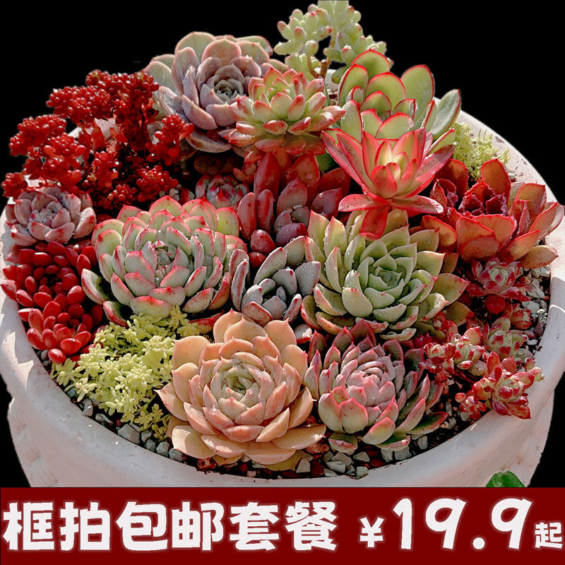 【新手盲盒福袋套餐】特价多肉植物办公室阳台小盆栽绿植19.9包邮,淘宝优惠券,粉丝福利购,淘宝优惠卷
