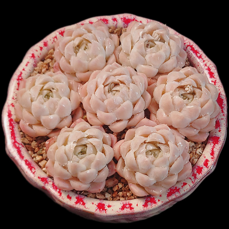 【一物一拍】阿尔巴白月影精品群生多肉植物新手盆栽绿植满28包邮,淘宝优惠券,粉丝福利购,淘宝优惠卷