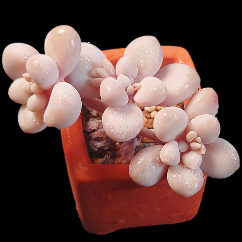 艾伦 迷你可爱小杆子群生粉色控养多肉植物新手阳台小盆栽绿植,淘宝优惠券,粉丝福利购,淘宝优惠卷