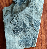 Fossilized original stone wheel leaf fossils of the Erashiki plant fossilized (Kop specimen 1)