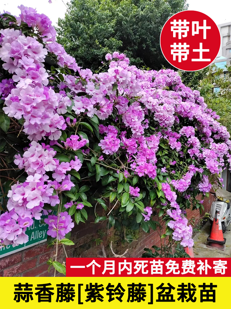 蒜香藤花苗紫铃藤攀援爬藤植物紫花庭院阳台围墙植物室外花卉盆栽 - 图0