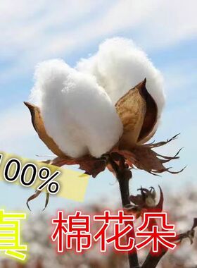 棉花朵保真棉花带壳带籽原生态结婚生子室内装饰干棉花头假一赔十