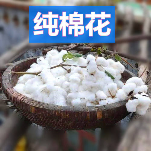 带籽棉花未加工棉花结婚生子用棉花今年现摘农家自产棉花朵包邮 - 图0
