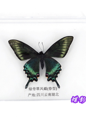蝴蝶标本真蝴蝶昆虫拍摄教学收藏