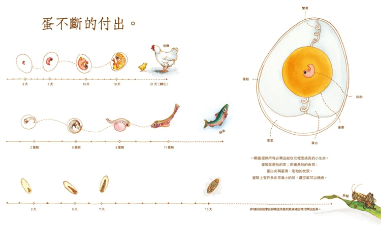 【预售】台版 静悄悄的蛋 *销纪念版 水滴文化 黛安娜 哈茨 阿斯顿 亲子读物激发孩子的好奇心和求知欲从小培养敏锐观察力儿童书籍 - 图2