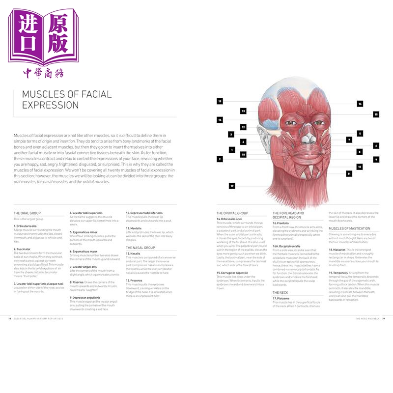 Essential Human Anatomy for Artists 进口艺术 艺术家必备人体解剖学 Rockport Publishers出版【中商原版】 - 图2