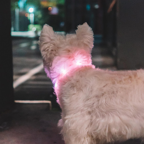 Laroo莱诺狗狗发光项圈夜间遛狗灯宠物防走丢可充电中小型犬用品 - 图2