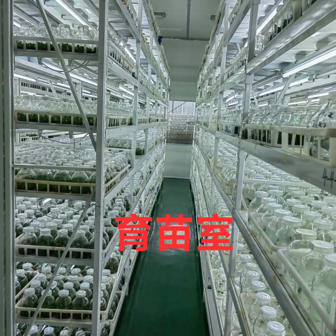 蝴蝶兰组培苗四季开花一瓶11颗易养活室内盆栽脱毒苗植物基地直销 - 图3