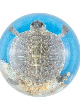 真昆虫热带鱼夜光乌龟螃蟹半圆摆件文创市集博物馆热卖树脂品