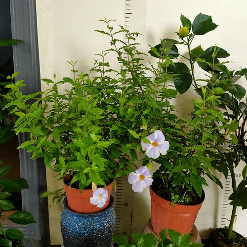蓝色吊钟硬枝老鸦嘴月亮仙子耐热晒旱抗病易养丰花多年生常绿灌木 - 图3