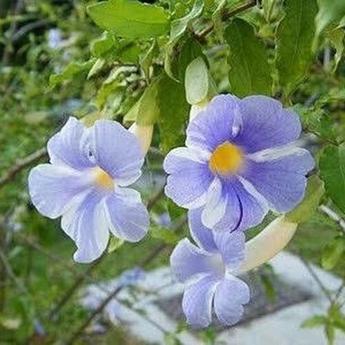 蓝色吊钟硬枝老鸦嘴月亮仙子耐热晒旱抗病易养丰花多年生常绿灌木 - 图1