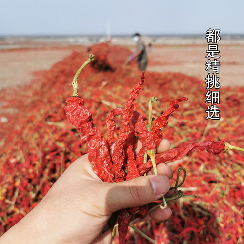 新疆线椒西尔丹辣皮子干辣椒沙湾安集海大盘辣子鸡用特产干红辣椒 - 图2