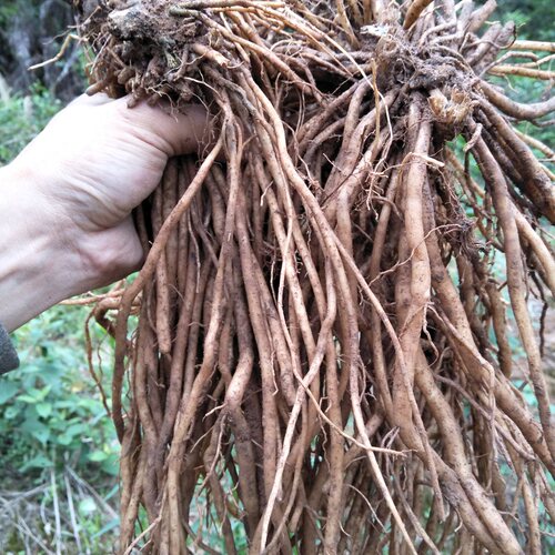 野生中草药正宗多须公新鲜华泽兰500g广东土牛膝生大泽兰六月雪根 - 图3