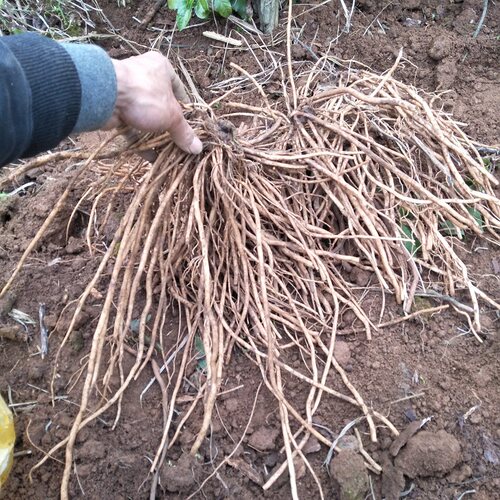 野生中草药正宗多须公新鲜华泽兰500g广东土牛膝生大泽兰六月雪根 - 图1
