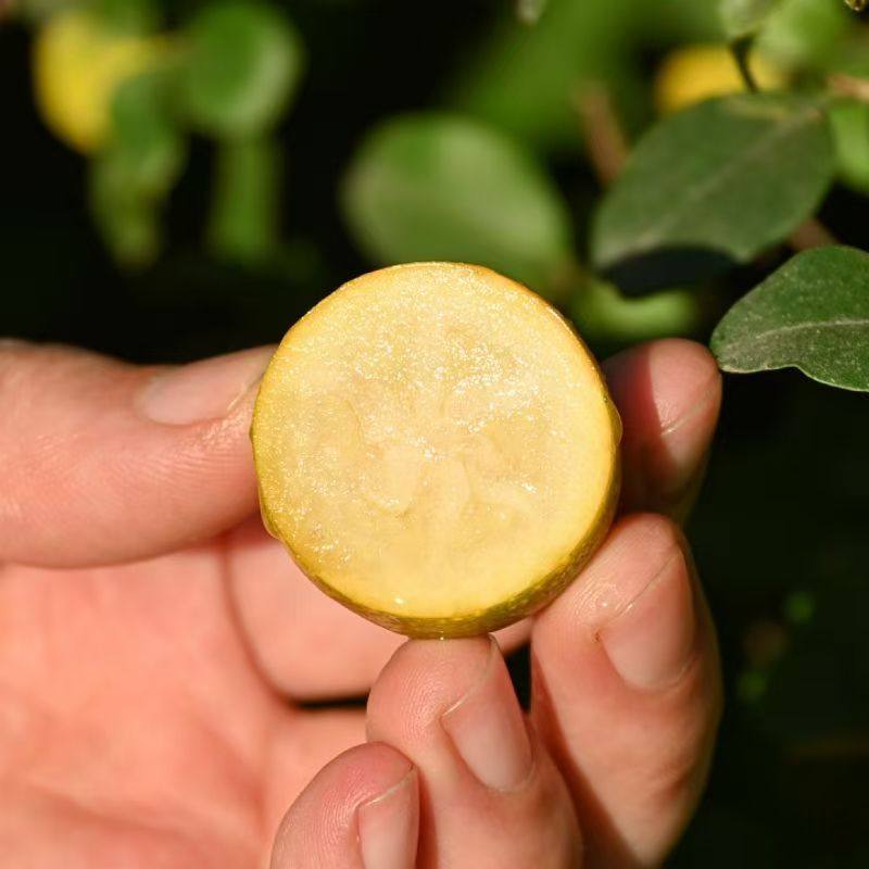 广西脆皮小金桔5斤新鲜桔子应当季水果纯甜蜜金柑孕妇整箱带皮吃 - 图0